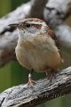 Banded Carolina Wren 2012-05-05